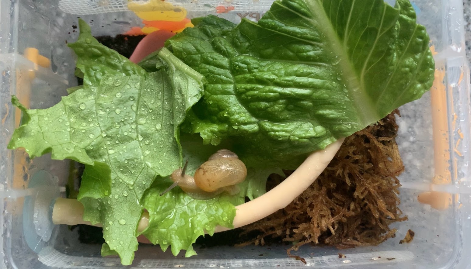 구 반려달팽이 초롱